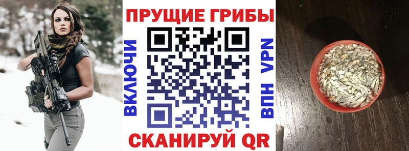 где купить наркоту  Кузнецк  Галлюциногенные грибы Psilocybe 